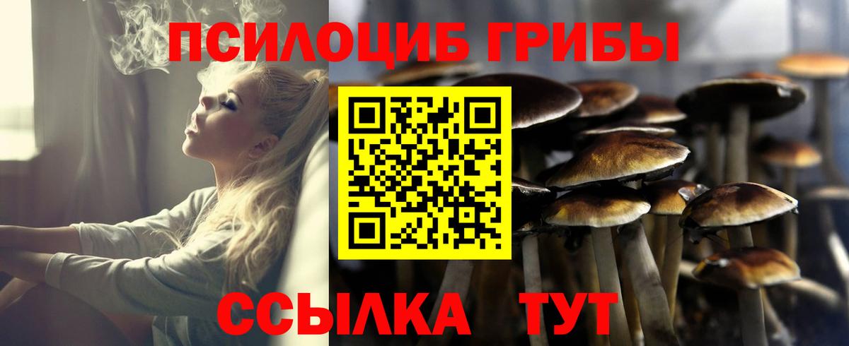 Псилоцибиновые грибы Psilocybe Котлас